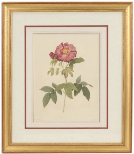 Set after redouté rose - of,